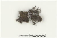 藏品(卵葉紫萼苔)的圖片